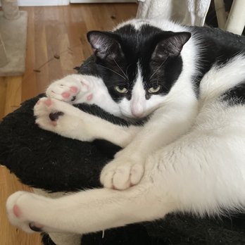 Whiskers Holistic Petcare - Pet Stores Near Me - New York, New York