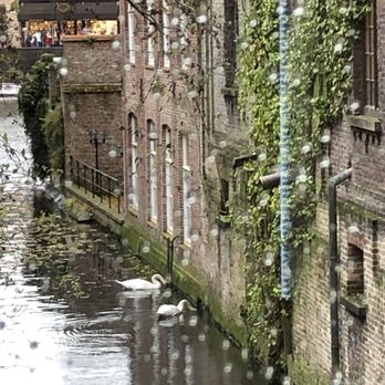 Bourgoensch Hof - View from room. Couple of swans hanging out in the canal - Hotels Near Me - Bruges, VWV