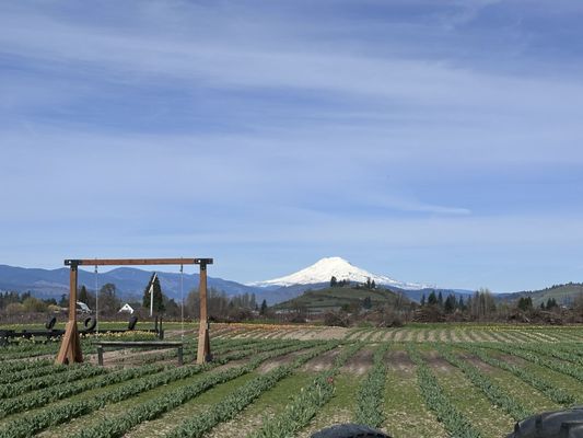 Packer Orchards And Farm Place by null