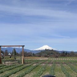 Packer Orchards & Farm Place