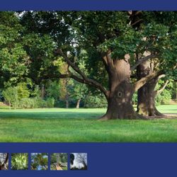 Canopy Tree Care Professionals