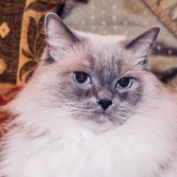 Crittersitters Pet Sitting