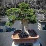 Photo of Bonsai Operations