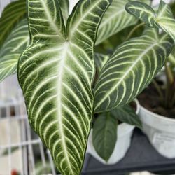 Larry's Nursery - Just a beautiful plant I saw as we were walking around