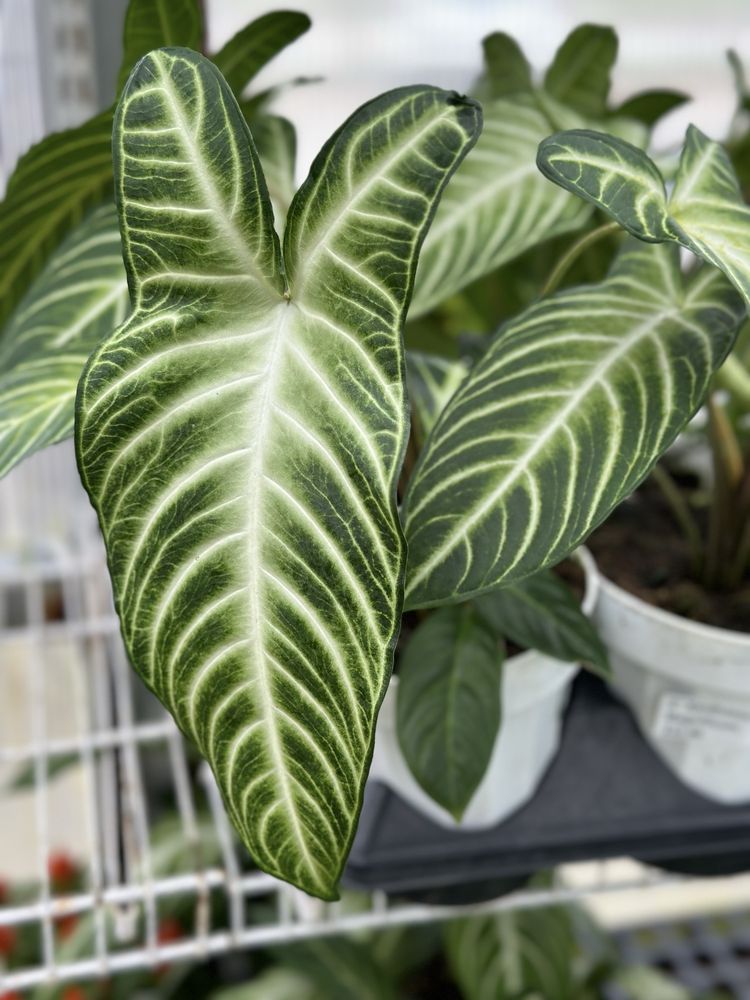 LARRY’S NURSERY Updated September 2024 21 Photos & 27 Reviews 2501 NW Platte Rd, Riverside