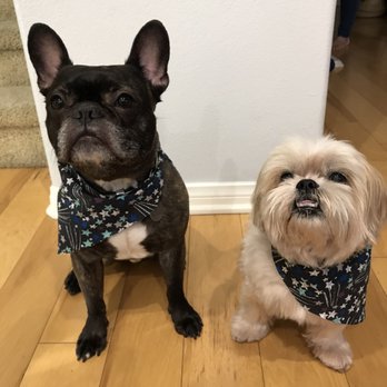 Mutt Cutts Dog Spa - Charlie & Mylo after their visit to Mutt Cutts. Their matching bandanas are too adorable! - Pet Groomers Near Me - Chino, California Mutt Cutts Dog Spa - Charlie & Mylo after their visit to Mutt Cutts. Their matching bandanas are too adorable! - Pet Groomers Near Me - Chino, California