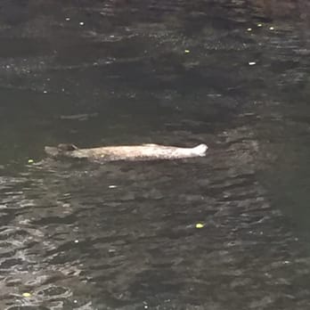 Creek Street - Seal with full stomach - Landmarks & Historical Buildings Near Me - Ketchikan, Alaska