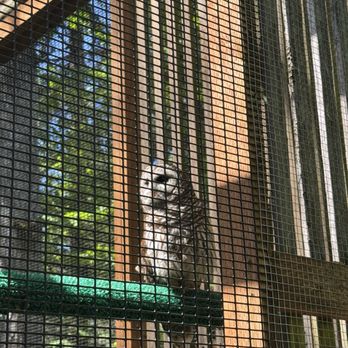 Cascades Raptor Center - Zoos Near Me - Eugene, Oregon