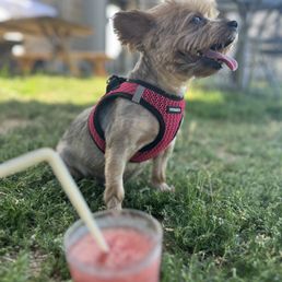 small dog with a drink small dog with a drink
