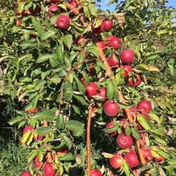 Rex Moseley Fruit & Vegetable Farm - Loaded with picture perfect apples