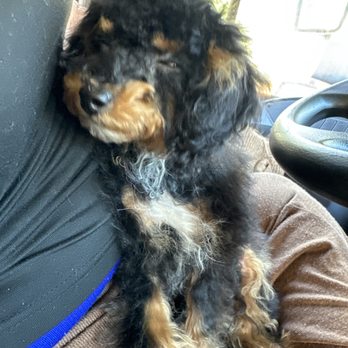 Beverly's Grooming & Boarding - Shampoo and trim - Pet Groomers Near Me - Baton Rouge, Louisiana