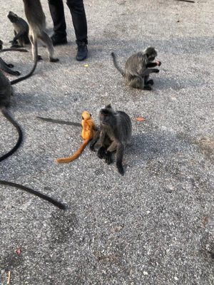 Malawati Hill بوكيت ملاوتي by null