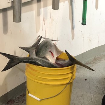Sea Queen VII - My bucket of fish! - Fishing Near Me - Brooklyn, New York