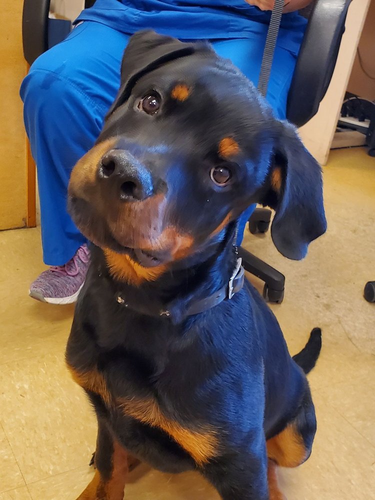 ALL GODS CREATURES VETERINARY HOSPITAL Updated August 2024 2907