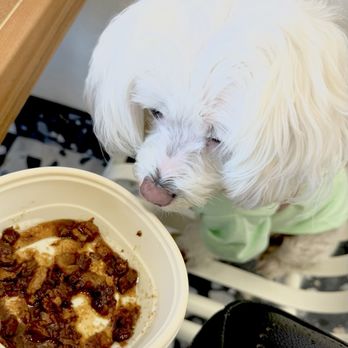 Tigawok - my pup liked the Wagyu beef - Chinese Near Me - San Diego, California