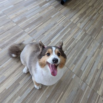 Pawsitive Pet Grooming - Pet Groomers Near Me - Covina, California Pawsitive Pet Grooming - Pet Groomers Near Me - Covina, California