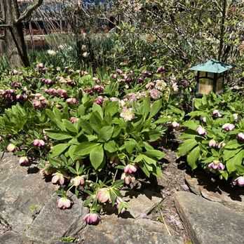 Grounds For Sculpture - Hellebore - Museums Near Me - Hamilton, New Jersey Grounds For Sculpture - Hellebore - Museums Near Me - Hamilton, New Jersey