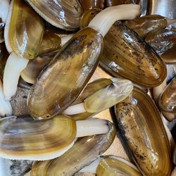 Roosevelt Beach - Razor clams!!!