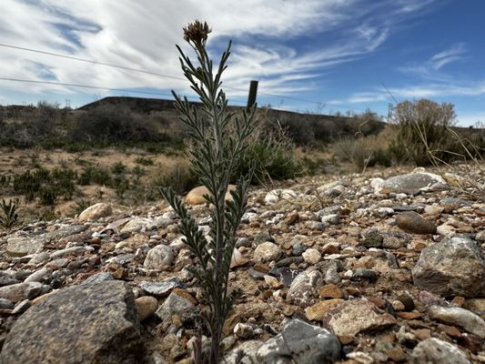 Petroglyph National Monument by null