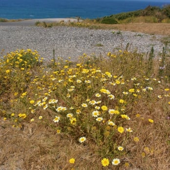 Mussel Rock Park - sea daisies - Beaches Near Me - Daly City, California Mussel Rock Park - sea daisies - Beaches Near Me - Daly City, California