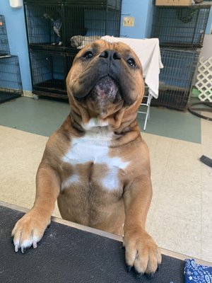 kimberly's pampered pets