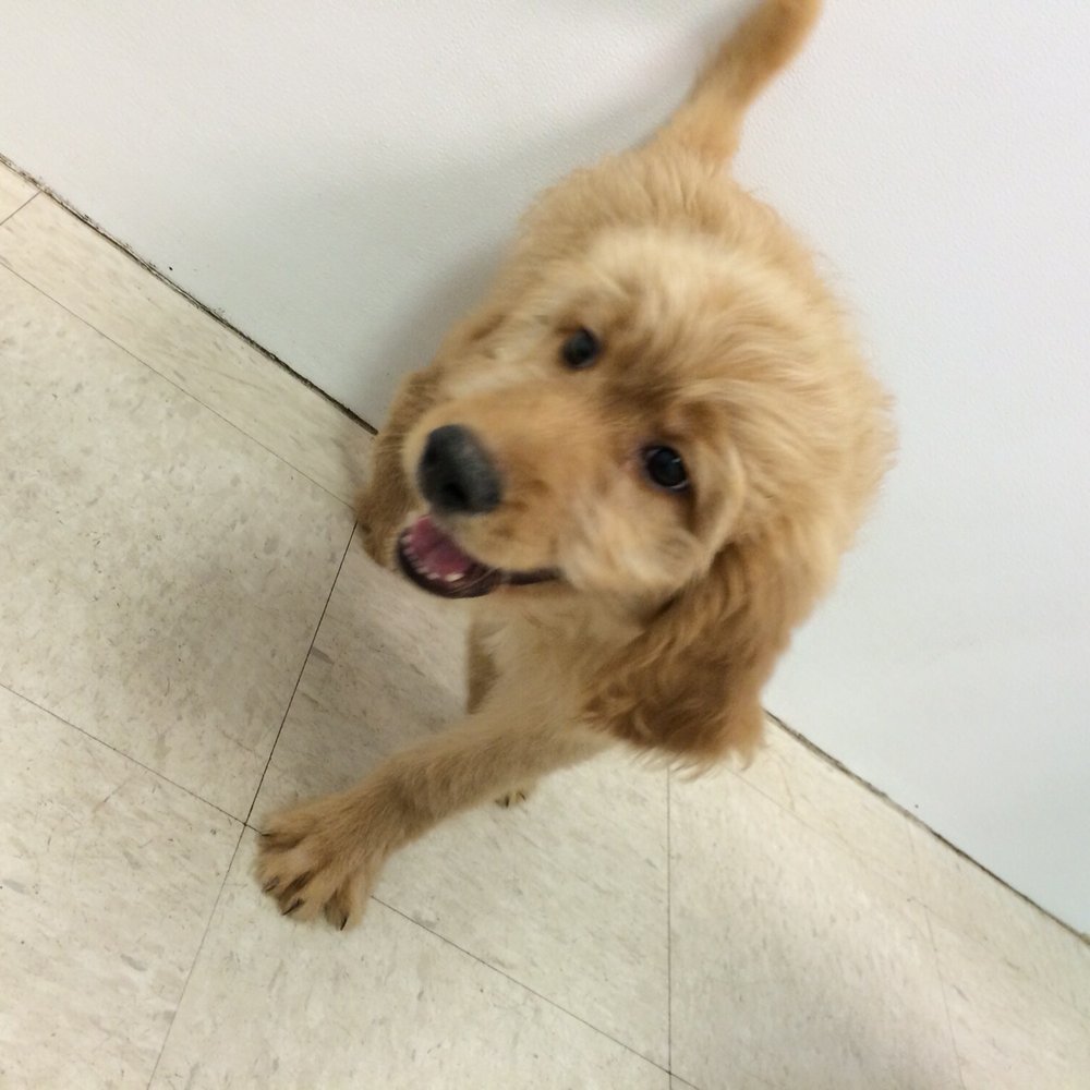 Pets-R-US - Golden doodle- 1/2 each - Pet Stores Near Me - Omaha, Nebraska Pets-R-US - Golden doodle- 1/2 each - Pet Stores Near Me - Omaha, Nebraska