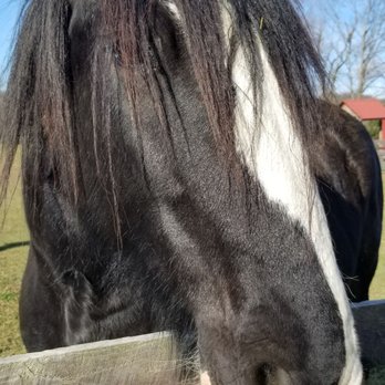 June Farms - Friendly horses - Pizza Near Me - West Sand Lake, New York June Farms - Friendly horses - Pizza Near Me - West Sand Lake, New York