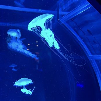 Jellyfish Museum - Museums Near Me - Pompano Beach, Florida Jellyfish Museum - Museums Near Me - Pompano Beach, Florida
