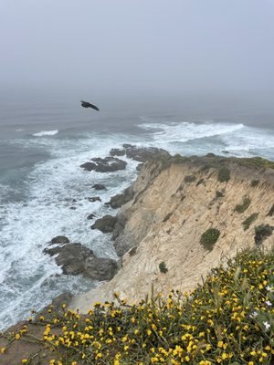 Tomales Point Trailhead by null