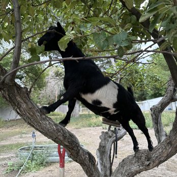 Spokane’s Best Pet Sitter - Farm Sitting - Pet Sitting Near Me Spokane’s Best Pet Sitter - Farm Sitting - Pet Sitting Near Me