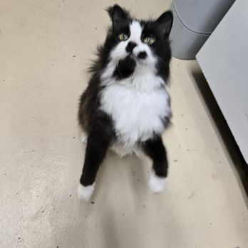 Pet Bnd - Cat, pet - Pet Boarding Near Me - Albuquerque, New Mexico