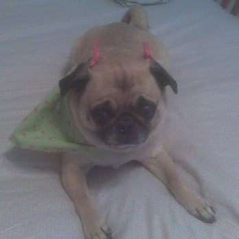 Dewberry Dogs - Skyla in her matching bows and handerchief - Pet Groomers Near Me - Boston, Massachusetts