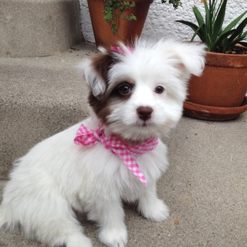 Splash Doggie - Thanks Brian for making me sooooooo cute!  Great 1st grooming experience. We will be back! - Pet Groomers Near Me - Burbank, California