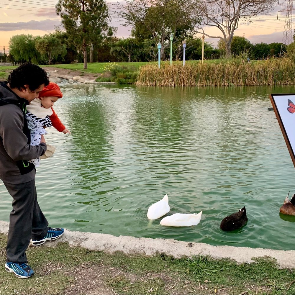 Wilderness Park - Great for duck watching! Please don't feed the ducks bread!!!!! - Parks Near Me - Downey, California Wilderness Park - Great for duck watching! Please don't feed the ducks bread!!!!! - Parks Near Me - Downey, California