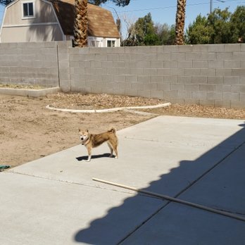 Gonzales & Son - a dog in a backyard - Lawn Services Near Me - Las Vegas, Nevada Gonzales & Son - a dog in a backyard - Lawn Services Near Me - Las Vegas, Nevada