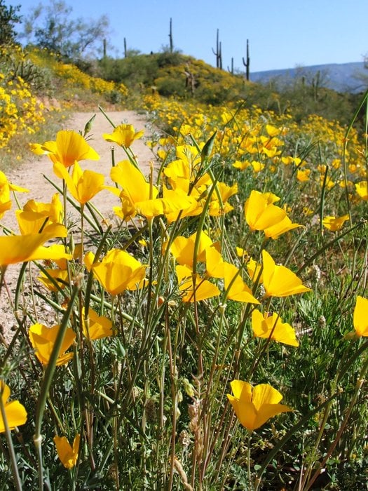 Spring 'popping out' on the Go John Trail at Cave Creek Park. (photo