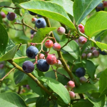 Kernodle's Blueberry Farm - Kernodle's Blueberry Farm - Pick Your Own Farms Near Me - McLeansville, North Carolina Kernodle's Blueberry Farm - Kernodle's Blueberry Farm - Pick Your Own Farms Near Me - McLeansville, North Carolina