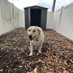 A Very Important Pet - Brodie