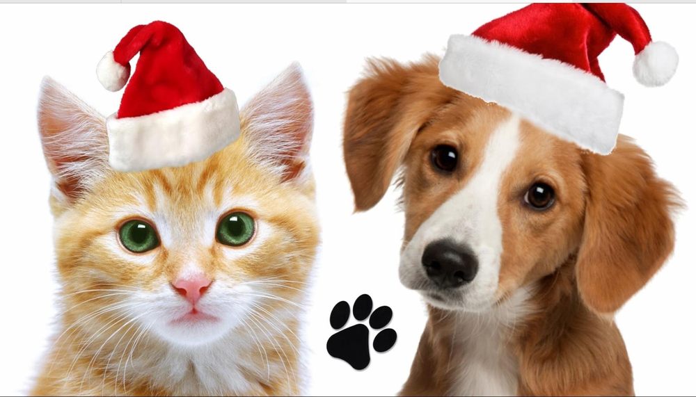 SUGAR RUN KENNEL Updated October 2024 996 Sugar Run Rd