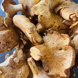 PCC Community Markets - West Seattle - Chanterelle in season!