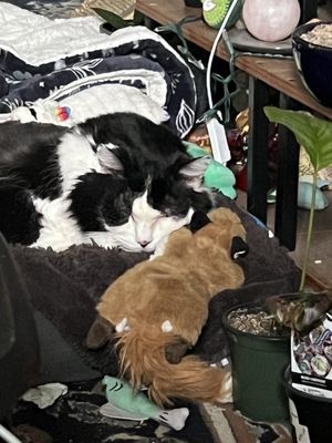 Crossroads Veterinary Hospital