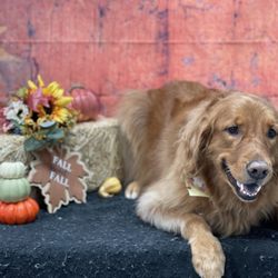 Barks & Bubbles - Fall is upon us; pumpkins and puppies :)