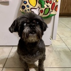 Bostone's Doggy Shop - Harry after his first professional grooming at 15.