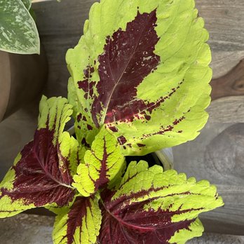 Plant Safari - Nurseries & Gardening Near Me - Upland, California Plant Safari - Nurseries & Gardening Near Me - Upland, California