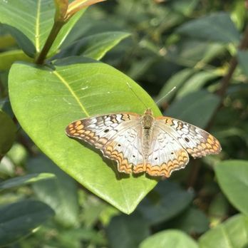 Butterfly Wonderland - Botanical Gardens Near Me - Scottsdale, Arizona