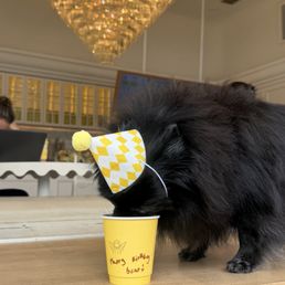 Bear loved her birthday pup cup thank you! Bear loved her birthday pup cup thank you!
