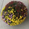 London Florist Greenhouse Ctr gift card