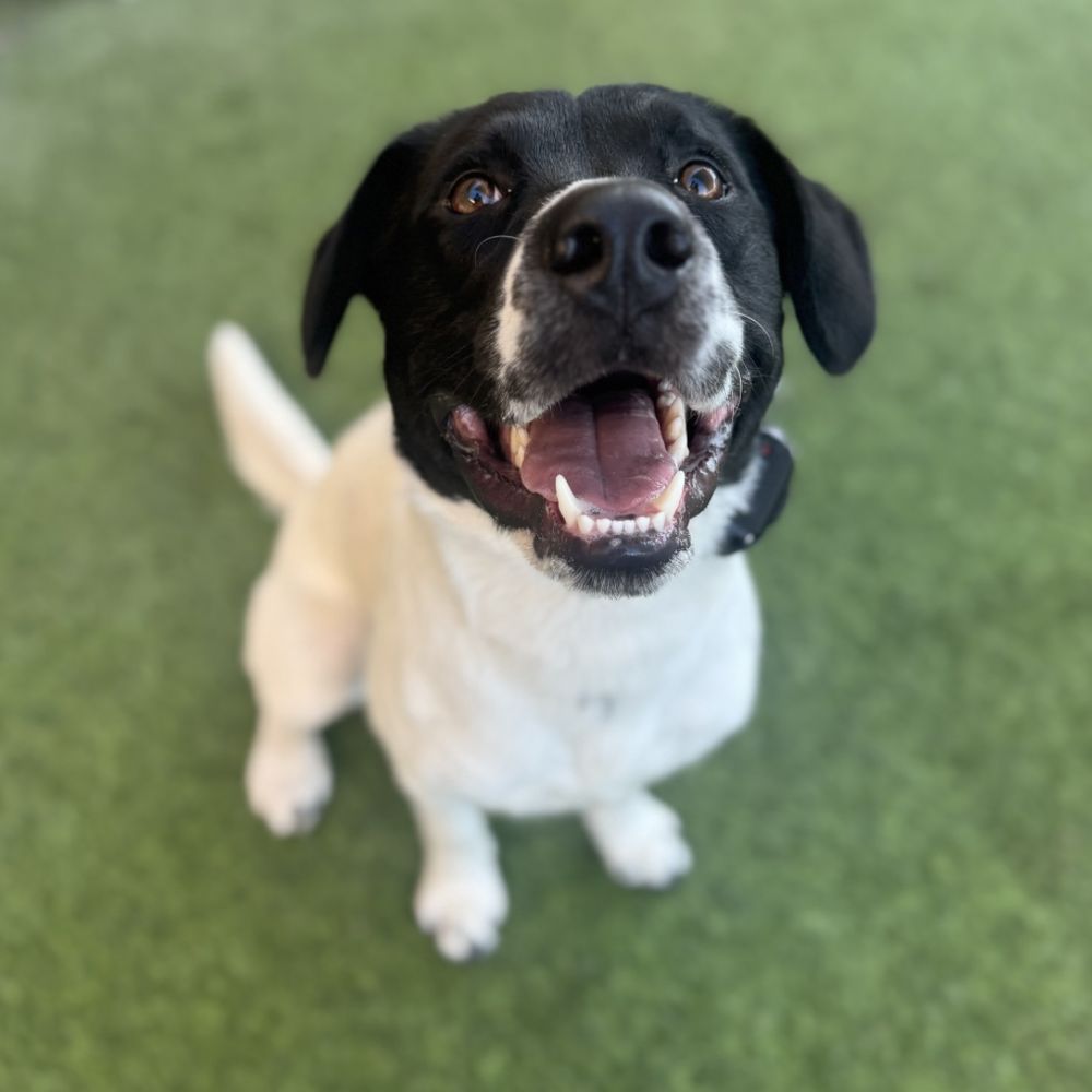 CANIS - Behavior and Training - Bentley at training! - Pet Training Near Me - Tarzana, California
