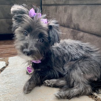 Doggy Styles Pet Salon - Pet Groomers Near Me - Parker, Colorado Doggy Styles Pet Salon - Pet Groomers Near Me - Parker, Colorado