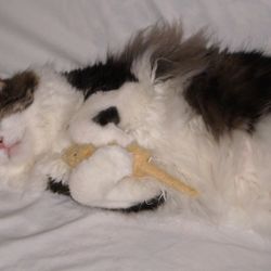 The Kitty Clinic - nap time.
